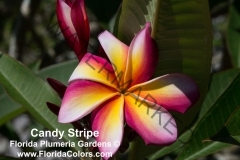 Candy-Stripe_1129.jpg