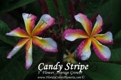 Candy-Stripe_4723.jpg