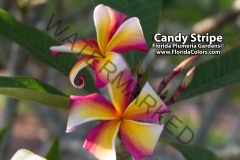 Candy-Stripe_8775.jpg