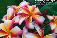 Candy-Stripe_9260.jpg
