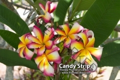 Candy-Stripe_9432.jpg
