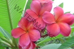 Capalaba Pink (12).jpg