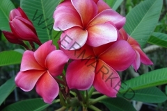 Capalaba Pink (16).jpg