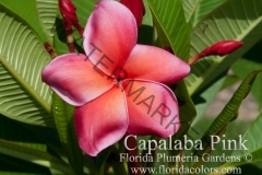 Capalaba-Pink_3290.jpg