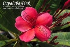 Capalaba-Pink_6760.jpg