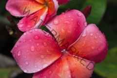 Capalaba-Pink_7158.jpg