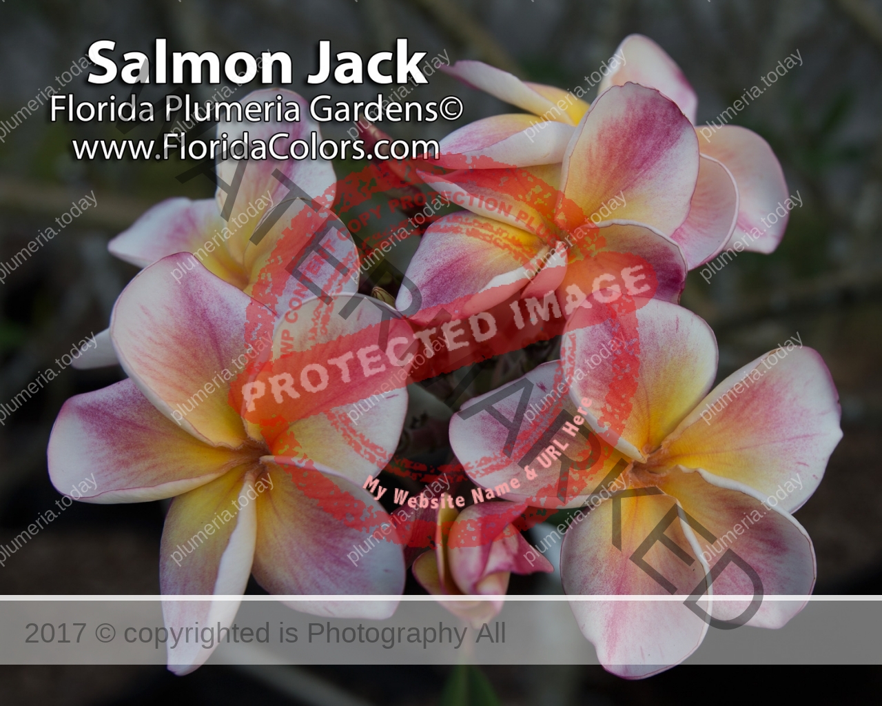 Salmon-Jack_8488.jpg
