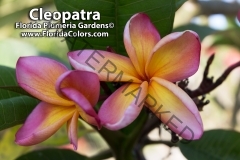 Cleopatra_8939.jpg