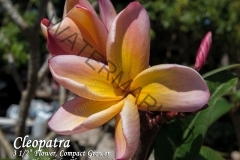 Cleopatra_9722.jpg