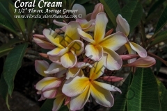 Coral-Cream_2461.jpg