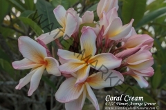 Coral-Cream_6766.jpg