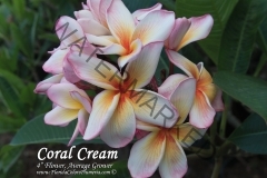 Coral-Cream_8335.jpg