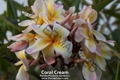 Coral-Cream_8686.jpg