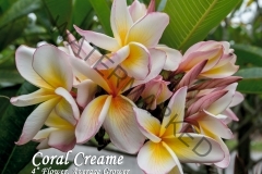 Coral-Creame_5336.jpg
