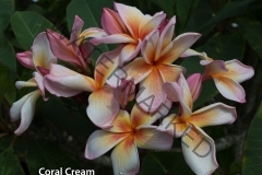 Coral-Creame_7051.jpg