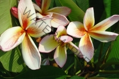 Thai-Coral-Cream.jpg