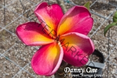 Danny-One_0273.jpg