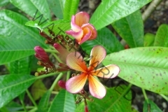 Dwarf Orange (2).jpg