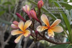 Dwarf-Orange_1681.jpg