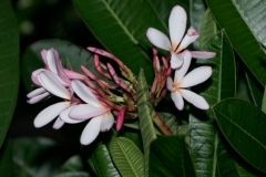 Dwarf Singapore Pink_0959.jpg