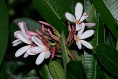 Dwarf Singapore Pink_0959.jpg