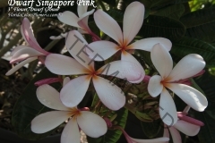 Dwarf-Singapore-Pink_2411.jpg