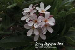 Dwarf-Singapore-Pink_2591.jpg