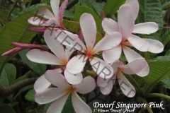 Dwarf-Singapore-Pink_6133.jpg