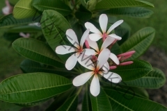 Dwarf Singapore Pink_8481.jpg