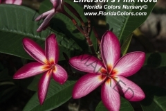Emersons-Pink-Nova_3178.jpg