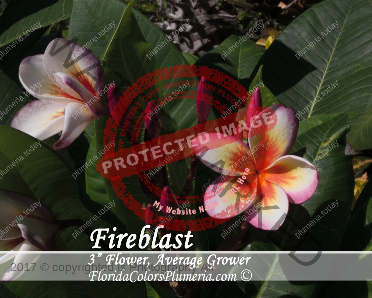Fireblast_1129.jpg