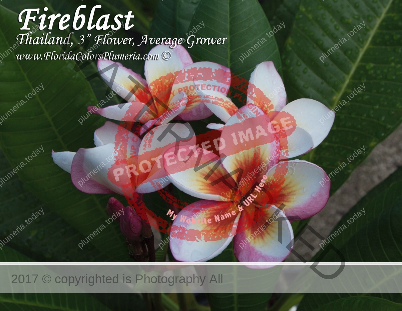 Fireblast_4925.jpg