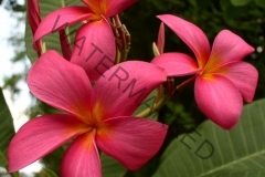 Firecracker - 082103.jpg