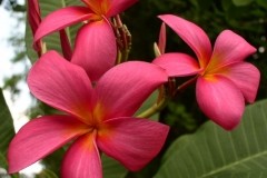 Firecracker - 082103.jpg