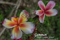 Gamman_6876.jpg