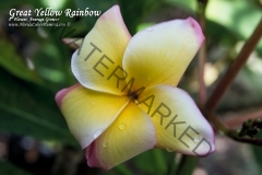 Great-Yellow-Rainbow_9028.jpg