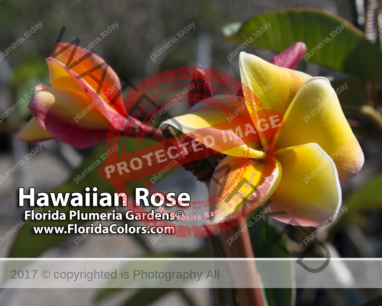 Hawaiian-Rose_8328.jpg
