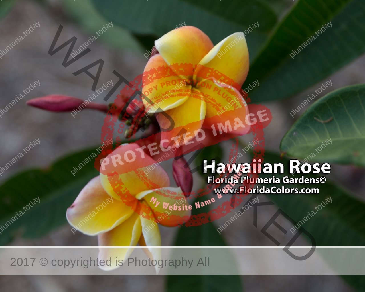 Hawaiian-Rose_8727.jpg