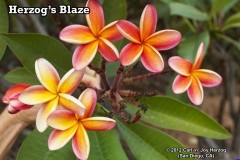 Blaze.jpg Blaze.jpg