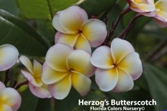 Herzog_s-Butterscotch_2622.jpg Herzog_s-Butterscotch_2622.jpg