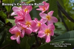 Herzog_s California Ruffles.jpg Herzog_s California Ruffles.jpg