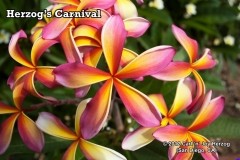 Herzog_s Carnival.jpg Herzog_s Carnival.jpg