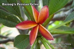 Herzog_s Persian Velvet.jpg Herzog_s Persian Velvet.jpg
