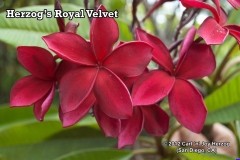 Herzog_s Royal Velvet.jpg Herzog_s Royal Velvet.jpg