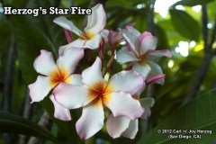Herzog_s Star Fire.jpg Herzog_s Star Fire.jpg