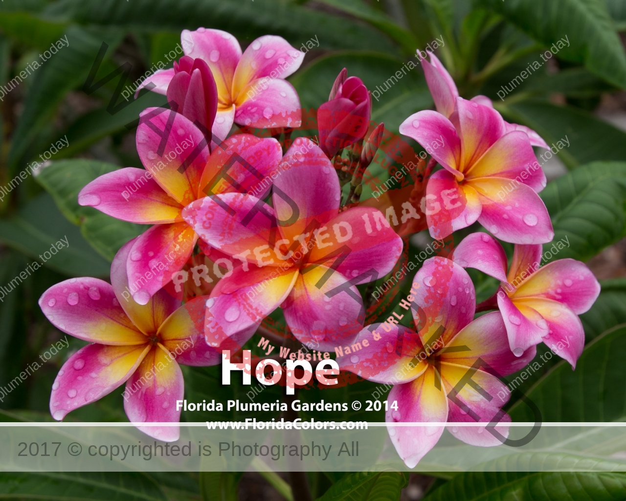 Hope_6752.jpg