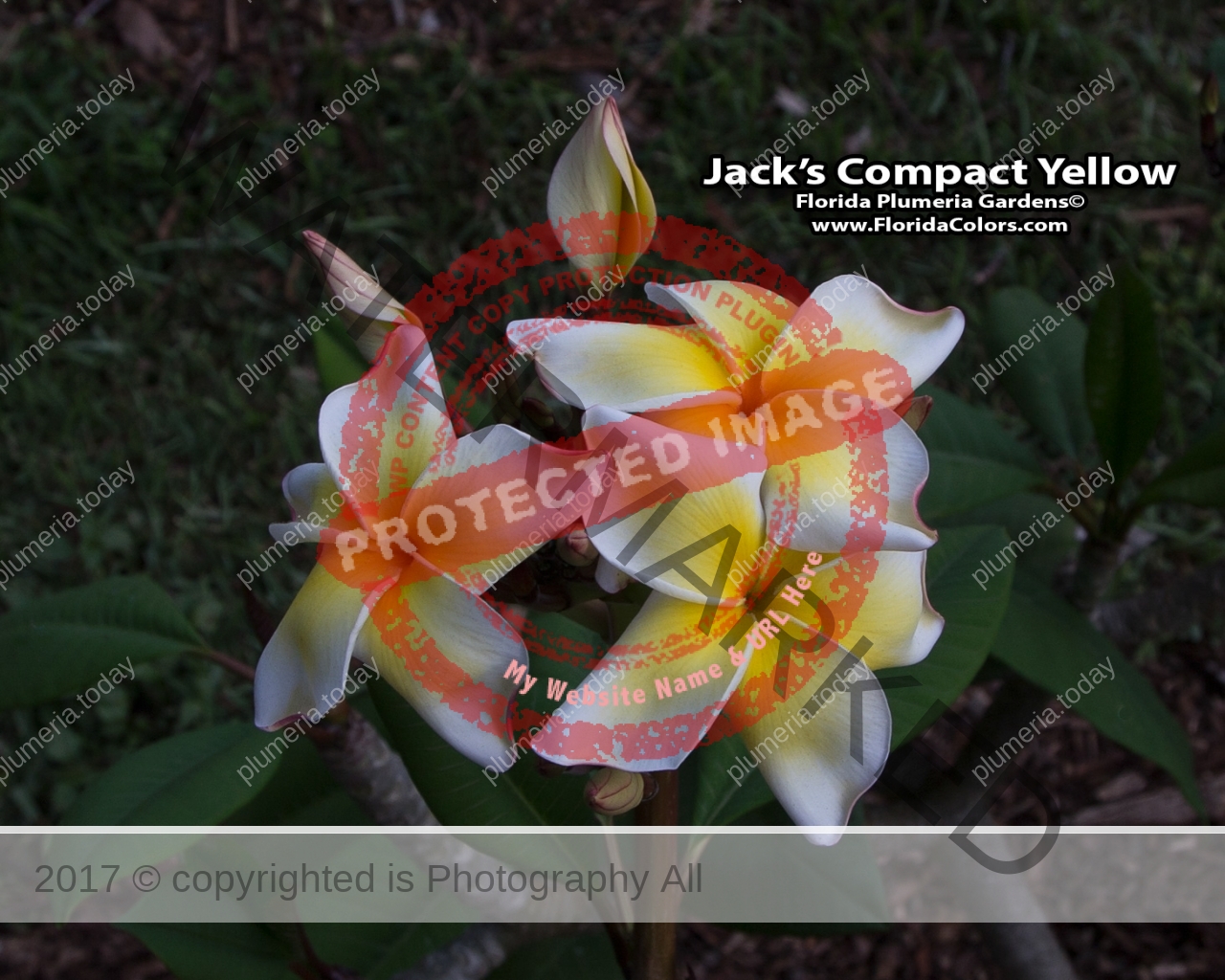 Jacks-Compact-Yellow_9415.jpg