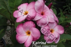 Katrina_2091.jpg