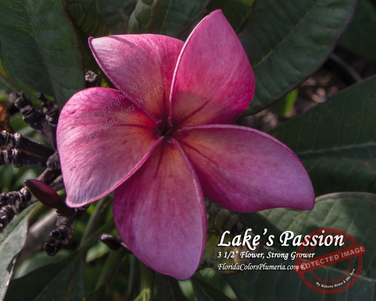 Lake_s-Passion_3130.jpg