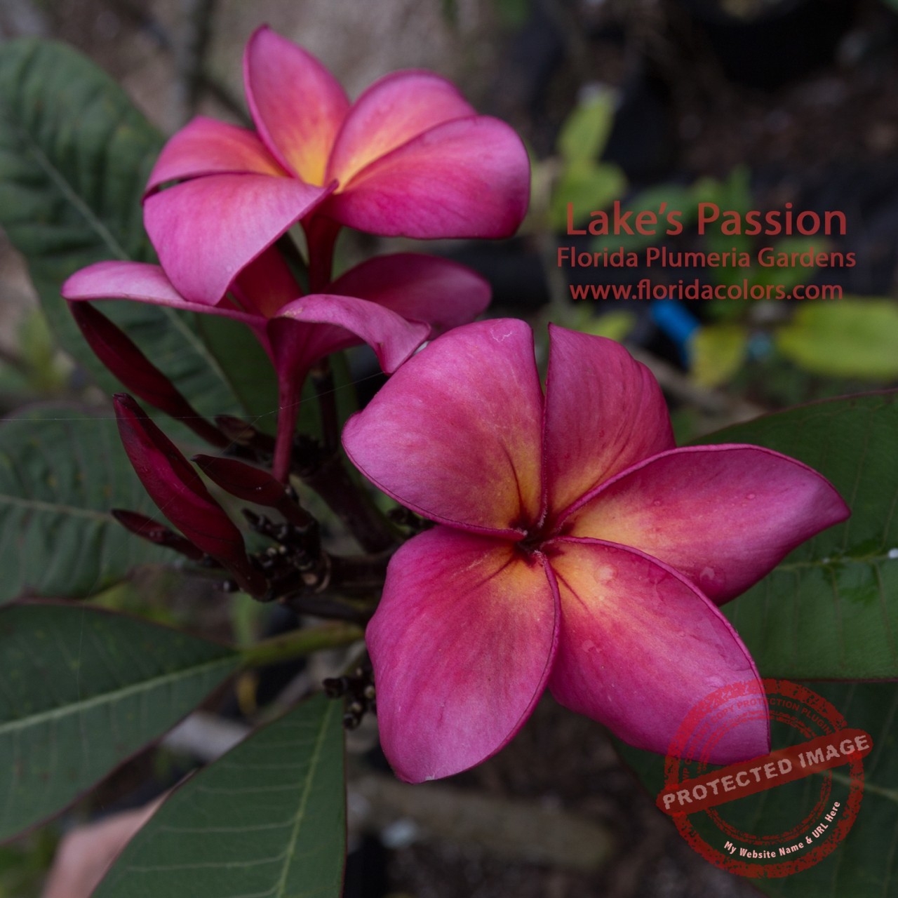 Lake_s-Passion_7777.jpg